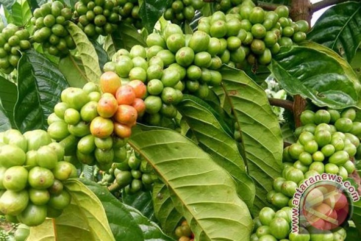 SPI tingkatkan kapasitas petani kopi Bengkulu