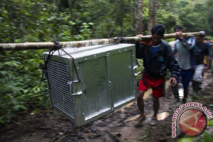 Lepasliarkan Orangutan di Hutan Lindung