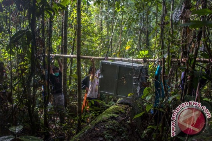 Lepasliarkan Orangutan di Hutan Lindung