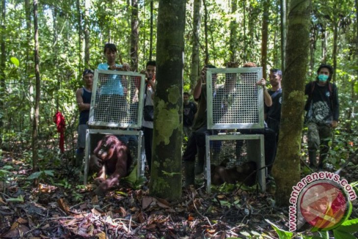 Lepasliarkan Orangutan di Hutan Lindung