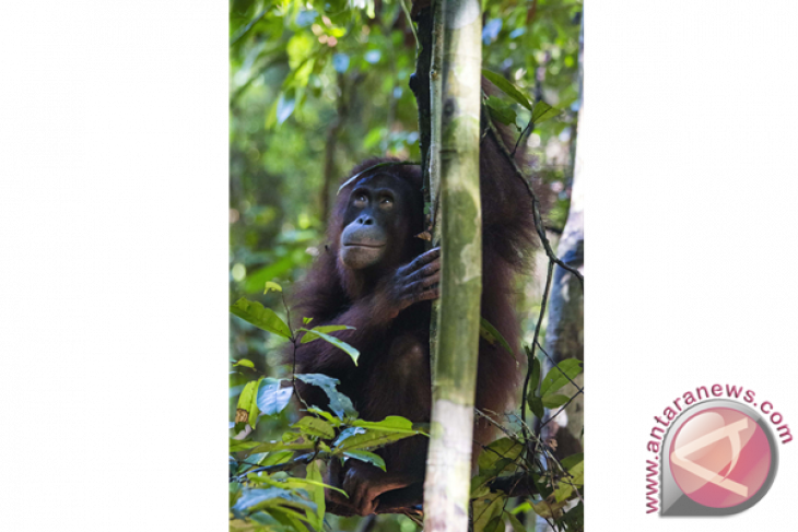 Lepasliarkan Orangutan di Hutan Lindung