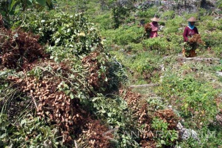 Panen Kacang Tanah