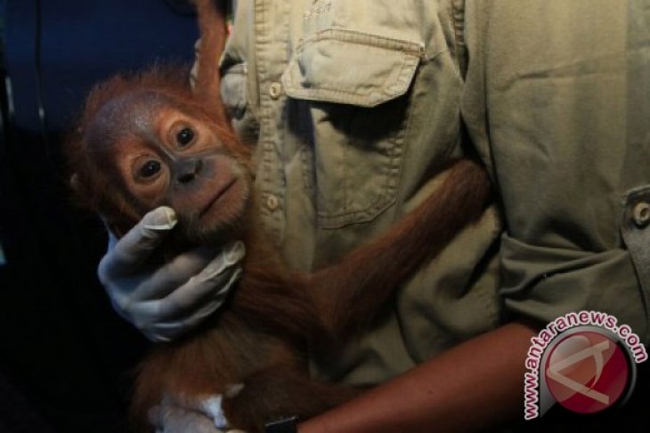 Penyitaan Bayi Orangutan Sumatera