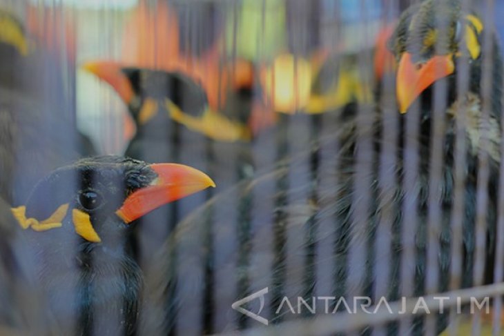 Burung Beo Kalimantan Tidak Berdokumen