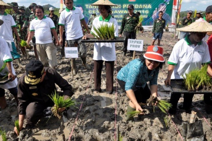 Cetak Sawah di Tayan Hilir Sanggau