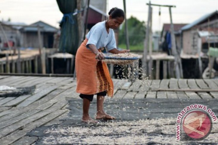 Jemur Udang Rebon