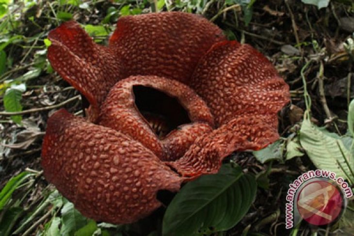 EARTH WIRE - Addressing crimes against wild plants and animals