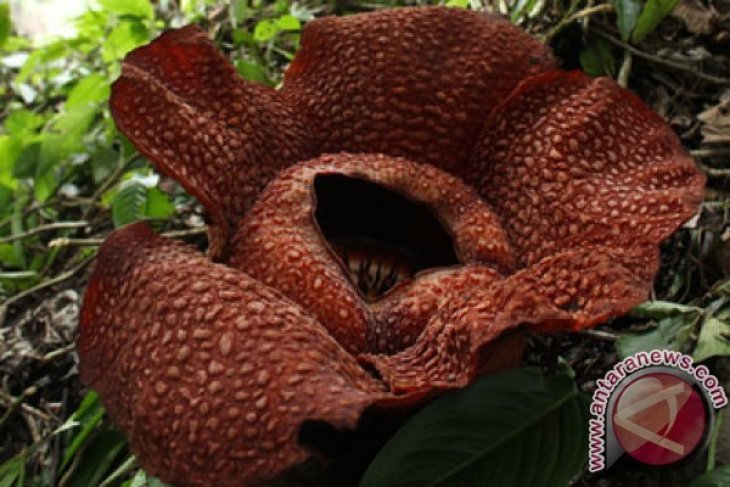 Rafflesia Arnoldi Mekar Sempurna