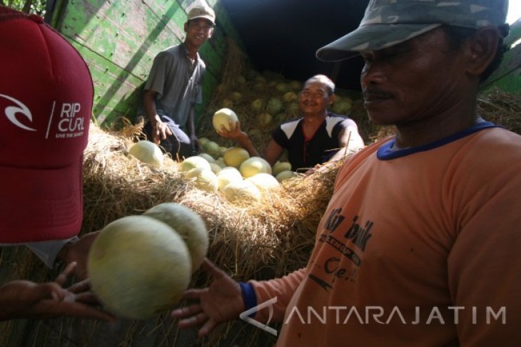 Petani Melon Merugi