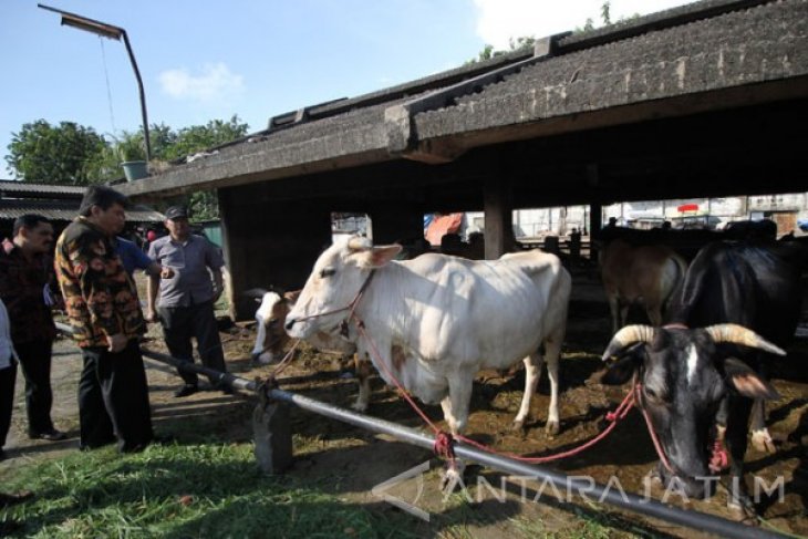 Sidak Harga Daging Sapi