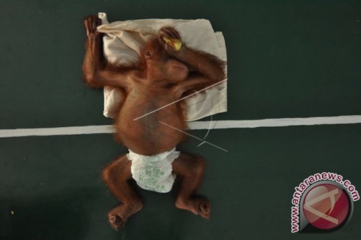Bayi Orangutan Hasil Selundupan