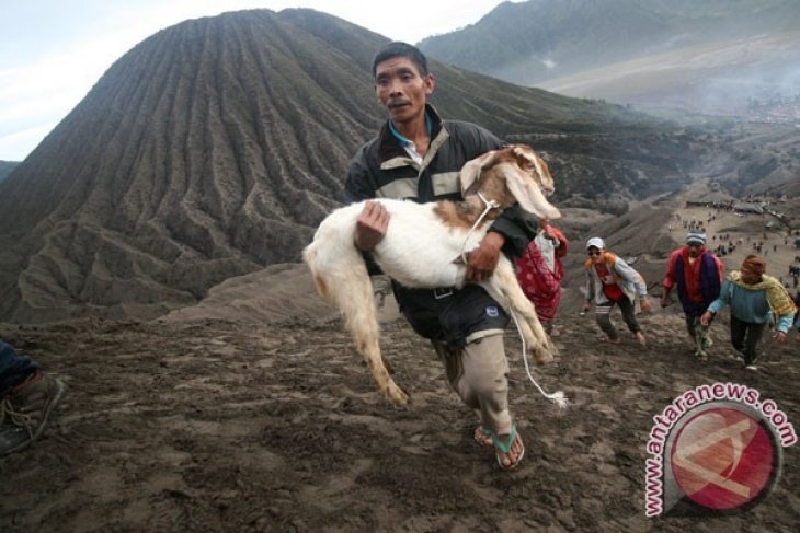 Kambing Sesaji Bromo