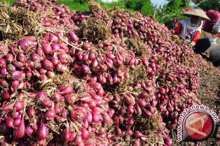 Kebutuhan bawang merah di Bangka 942 ton/tahun