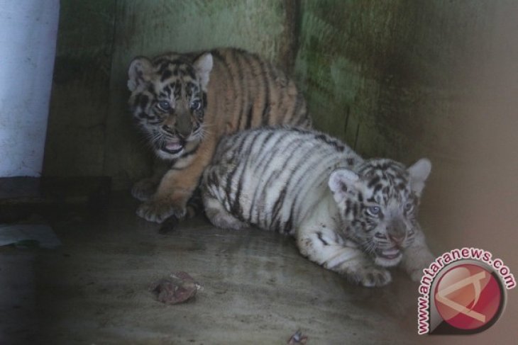 KELAHIRAN ANAK HARIMAU BENGGALA