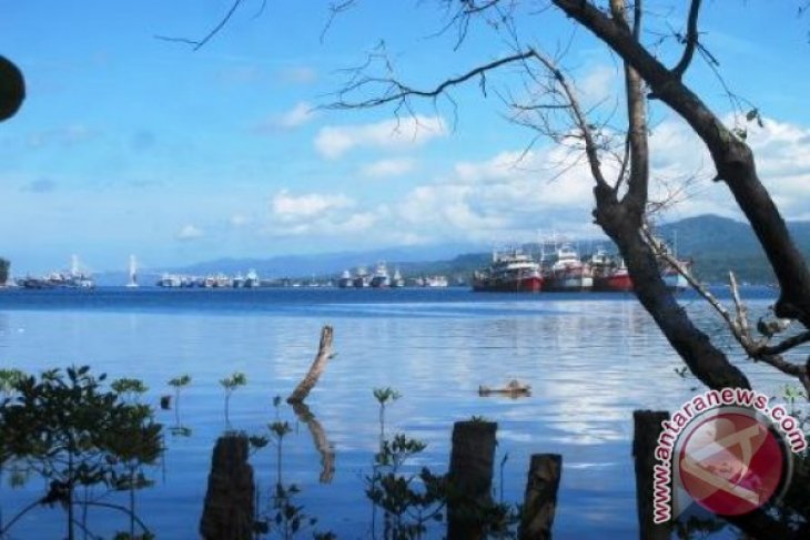 Ledakan pertumbuhan alga kembali terjadi di Teluk Ambon begini penjelasannya