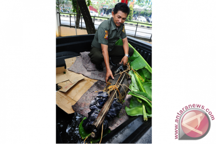 BKSDA Sita Buaya Peliharaan