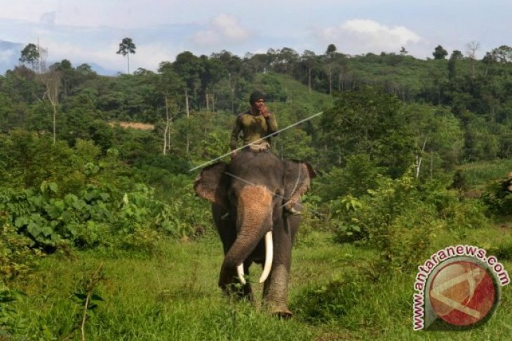 Patroli Gajah Liar