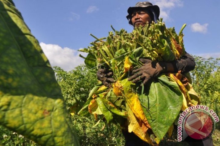 Petani Tembakau Cemaskan Wacana Kenaikan Harga Rokok