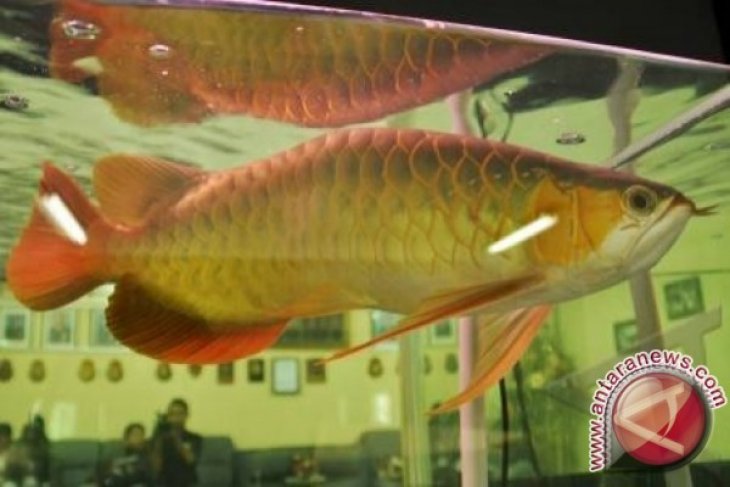 Pengadaan ikan Arwana Kapuas Hulu libatkan 18 perusahaan