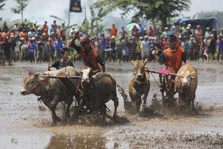 Karapan Sapi Brujul