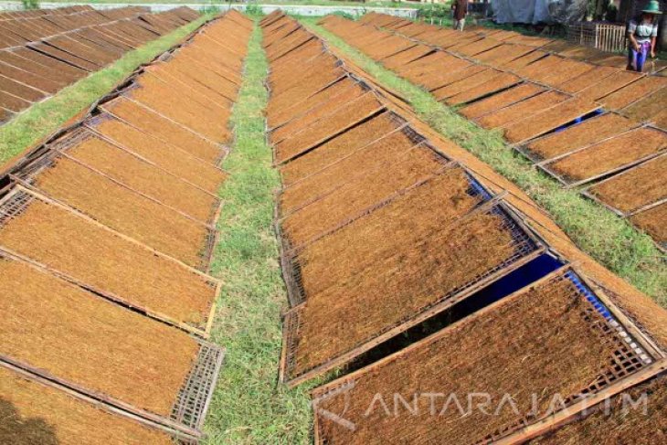 Harga Tembakau Rajangan Petani