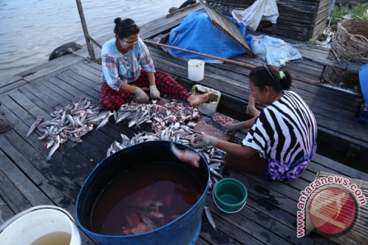 Membuat Ikan Asin Haruan