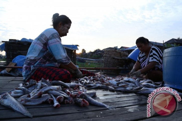 Membuat Ikan Asin Haruan