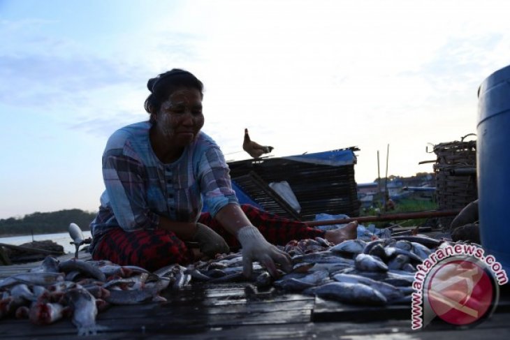 Membuat Ikan Asin Haruan