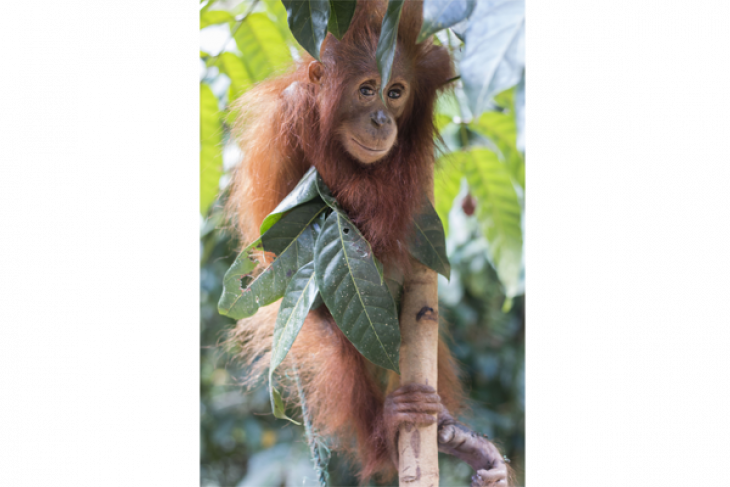 Batita Orangutan Dievakuasi
