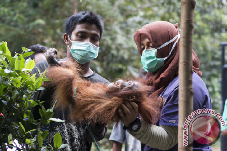 Batita Orangutan Dievakuasi