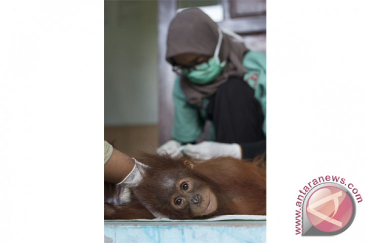 Batita Orangutan Dievakuasi
