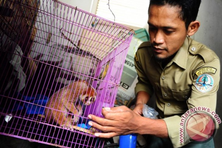 Warga Serahkan Kukang Temuan