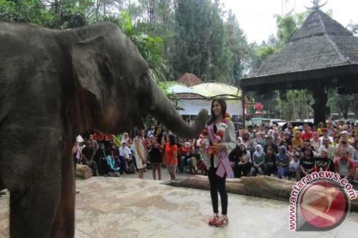 Pengalungan Bunga oleh Gajah TSI