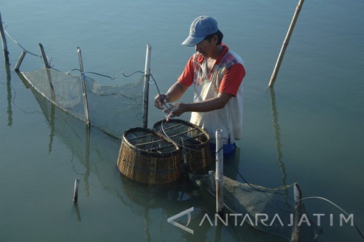 Kontribusi Ekspor Udang