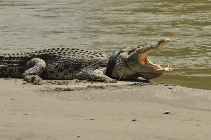 Buaya Terjerat Sampah Ban