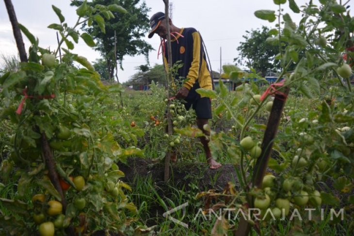 Tanaman Tomat Terdampak Anomali Cuaca