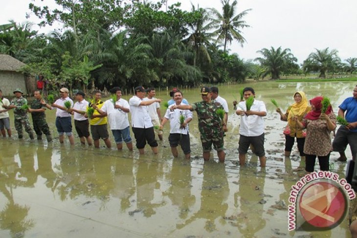 Tanam Padi Langkat