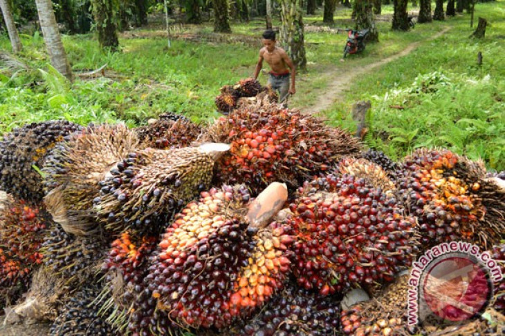 EARTH WIRE -- 527 palm oil companies apply for ISPO certificate