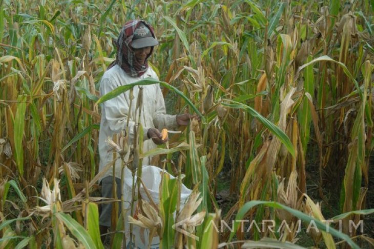 Harga Jagung Madura