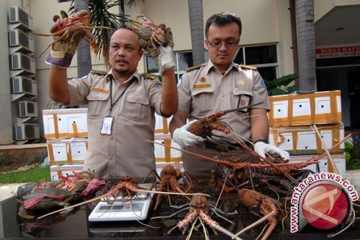 KKP tingkatkan upaya cegah eksploitasi lobster dan kepiting