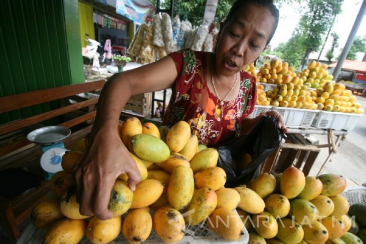 Musim Panen Mangga Mundur