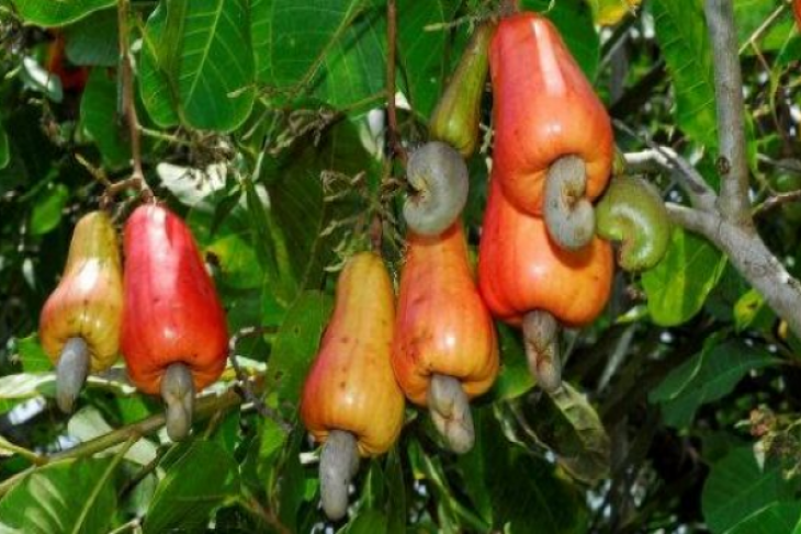 Revitalisasi Agribisnis Jambu Mete Tingkatkan Daya Saing