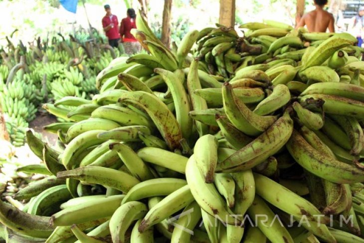 Produksi Pisang Nasional