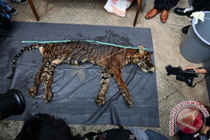 Gelar Kasus Perdagangan Kulit Harimau