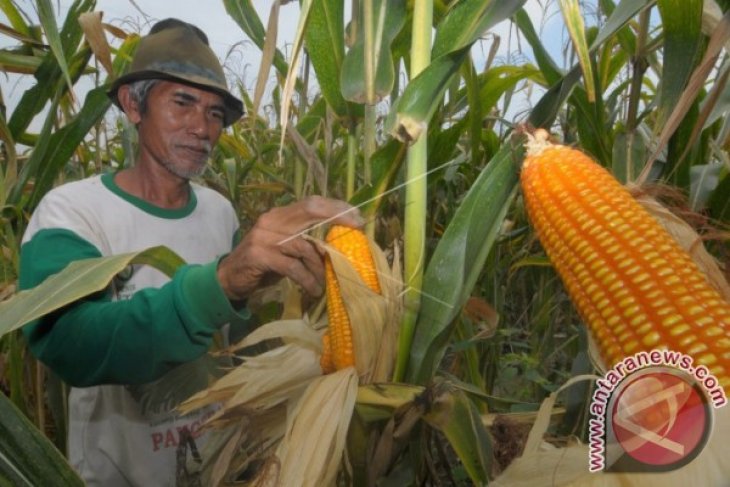 Jagung Pakan Ternak