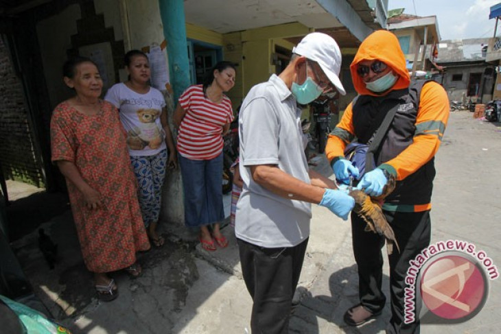 FAO warns livestock farmers of new bird flu virus