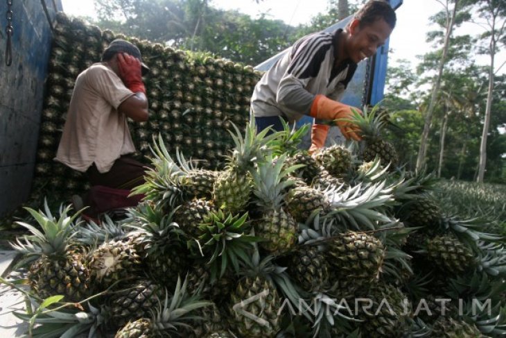 Nanas Lereng Gunung Kelud