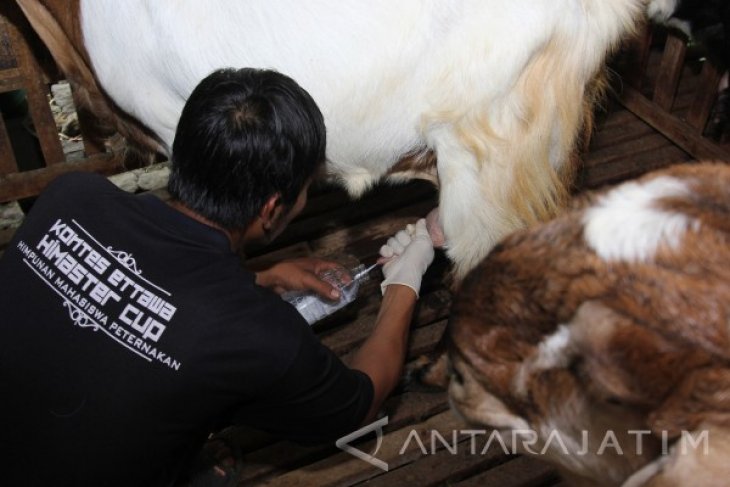 Kembangkan Susu Kambing Etawa