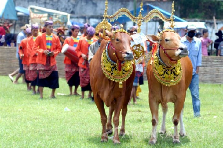 Festival Sapi Sonok