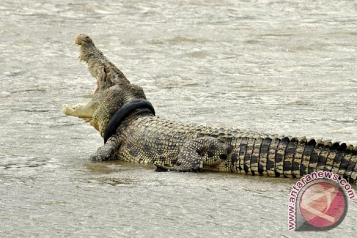 Buaya Masih Terjerat Ban Sepeda Motor